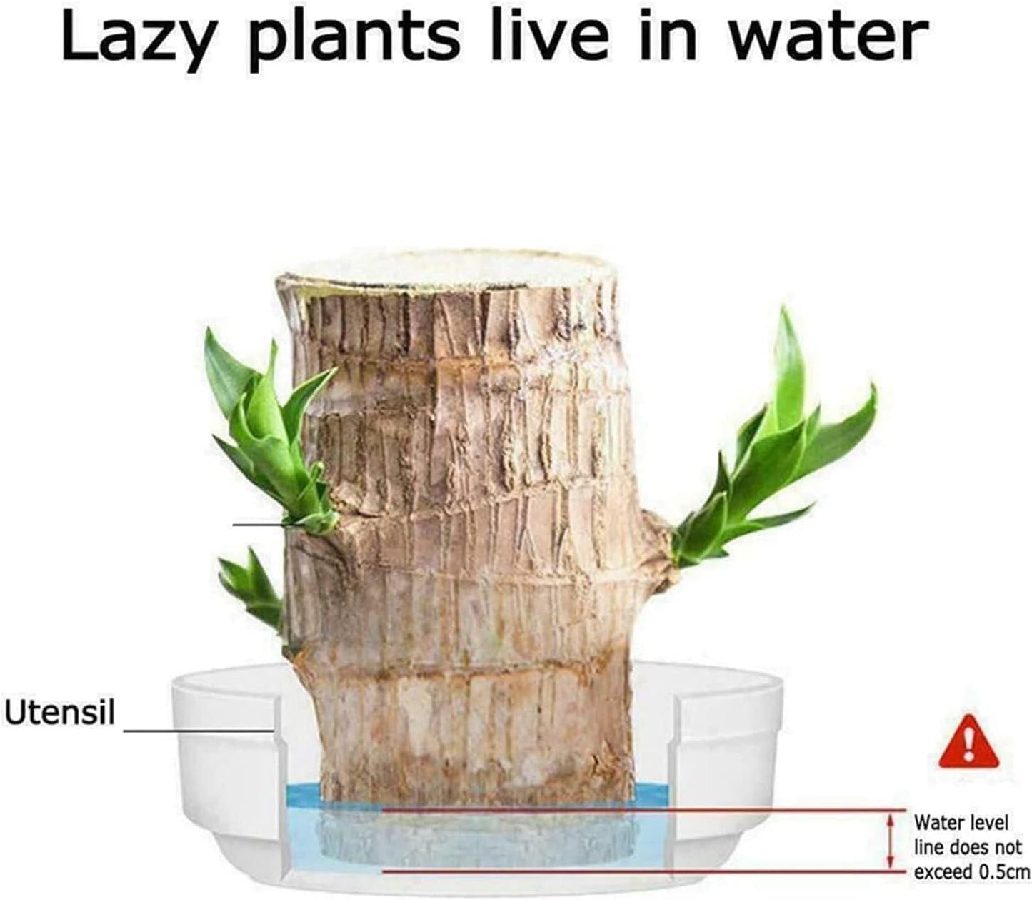 🌱Lucky Brazil Wood Potted Plant 🌱