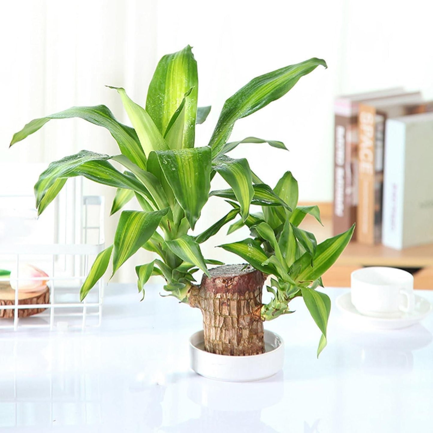 🌱Lucky Brazil Wood Potted Plant 🌱