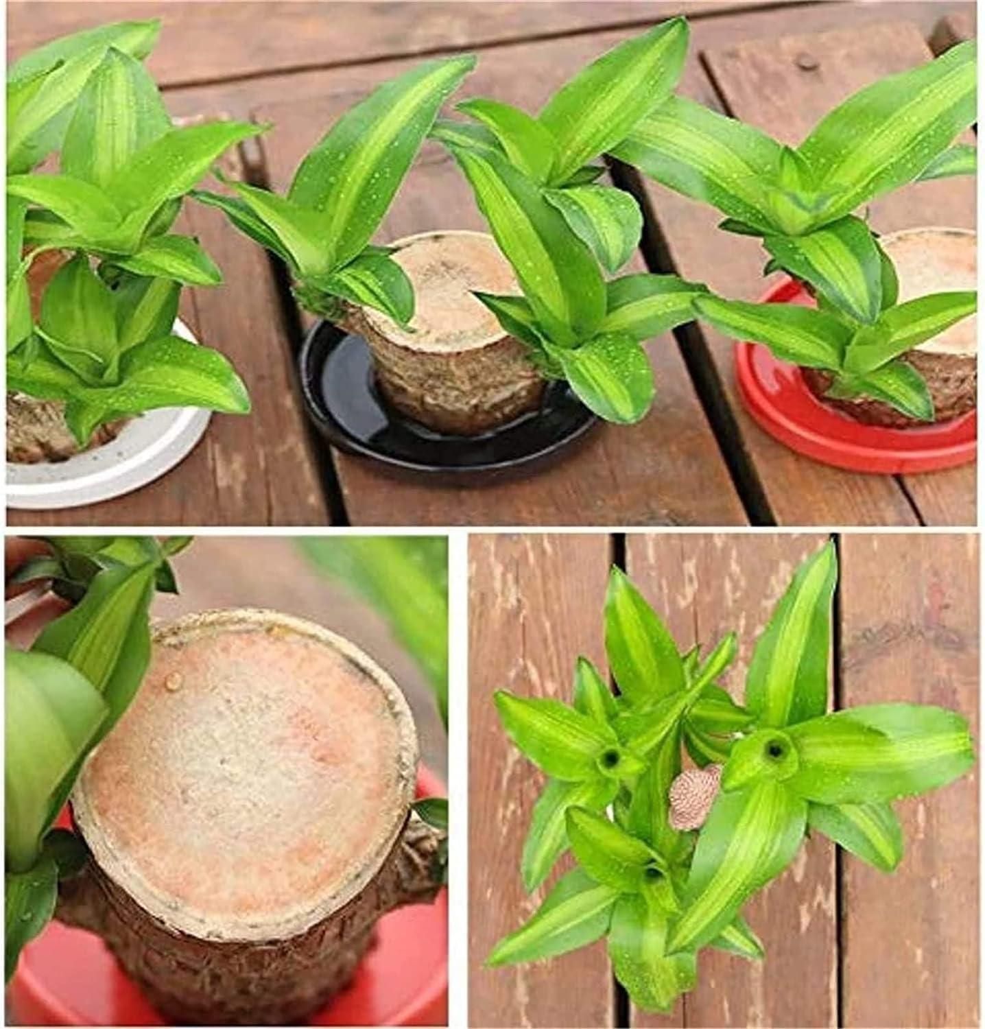 🌱Lucky Brazil Wood Potted Plant 🌱