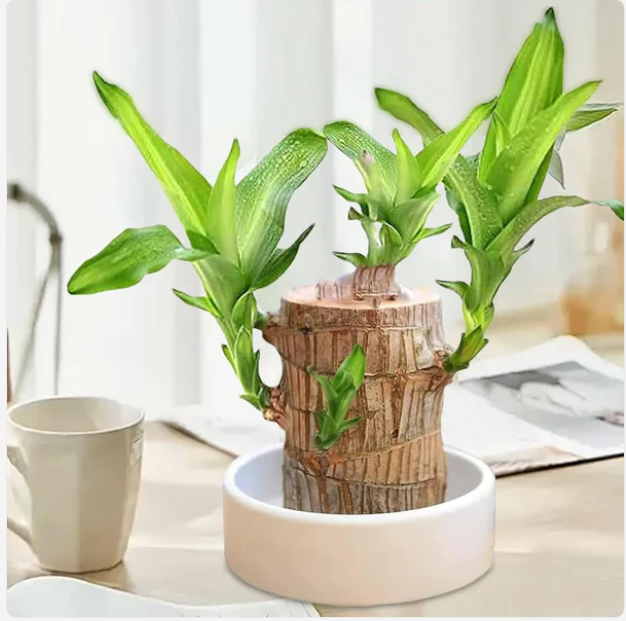 🌱Lucky Brazil Wood Potted Plant 🌱