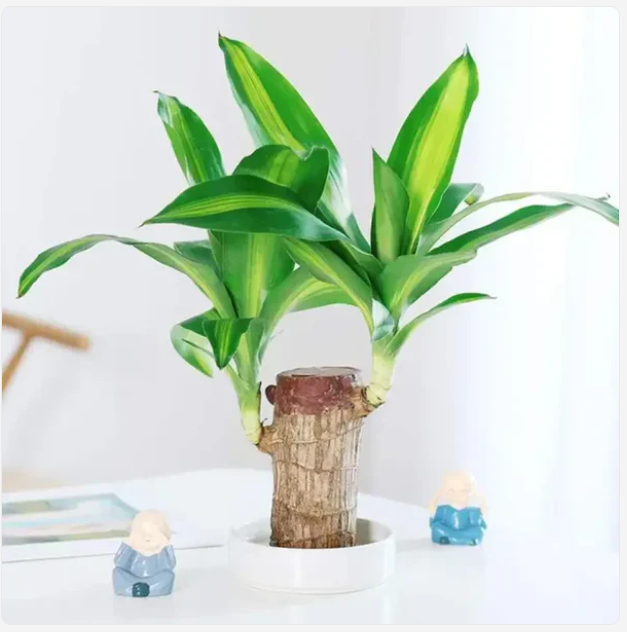 🌱Lucky Brazil Wood Potted Plant 🌱